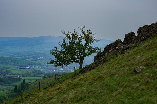 That Cown Edge tree (turning green)