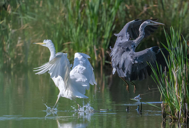 Great white egret and a grey heron