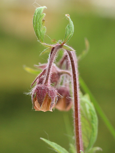 Bachnelkenwurz - Geum rivale