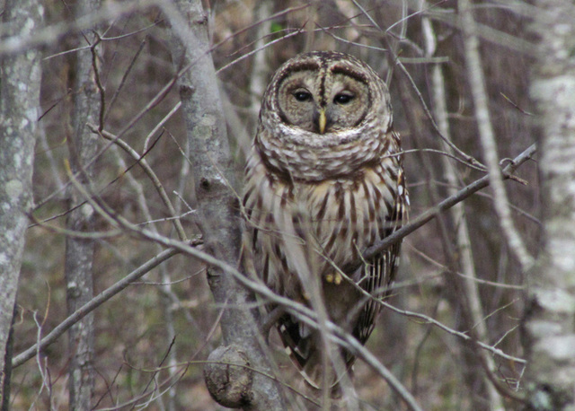 Barred Owl