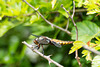 Broad-bodied Chaser - DSA 0277