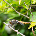Broad-bodied Chaser - DSA 0277
