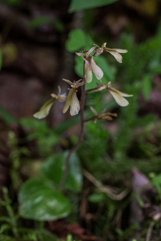 Neottia smallii (Appalachian Twayblade orchid)