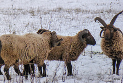 Jacob's Sheep at Arndilly