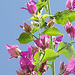 A small branch of the bouganvillea