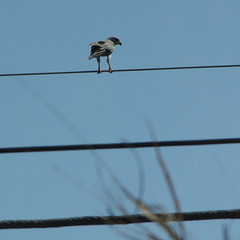 Roadside Hawk, probably