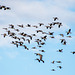 Canada geese coming into Burton Wetlands7