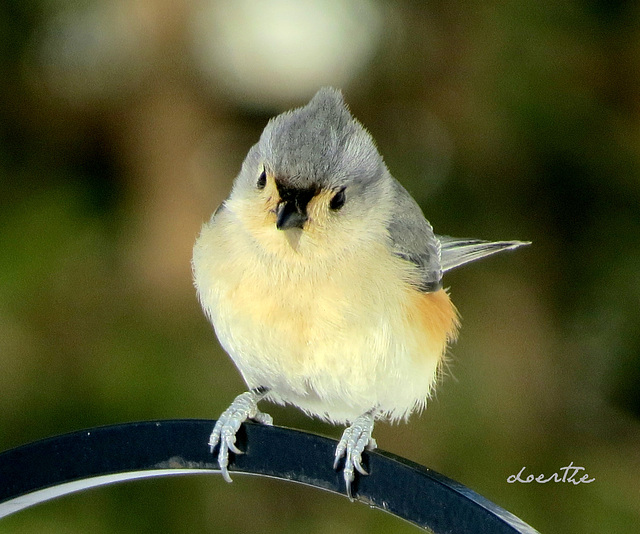 Titmouse