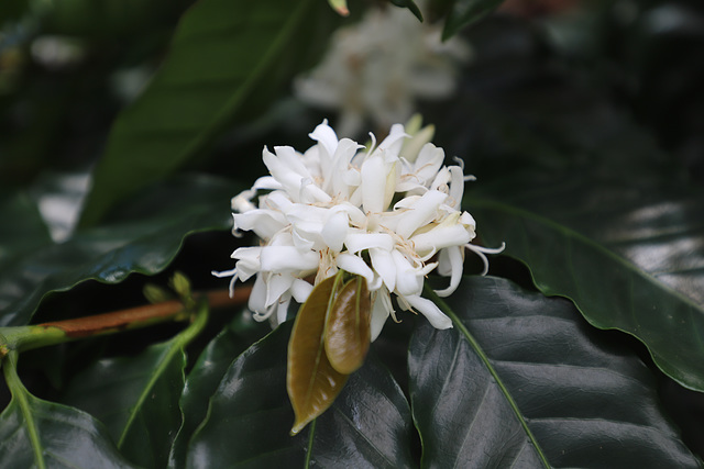 Fleur blanche pour breuvage noir