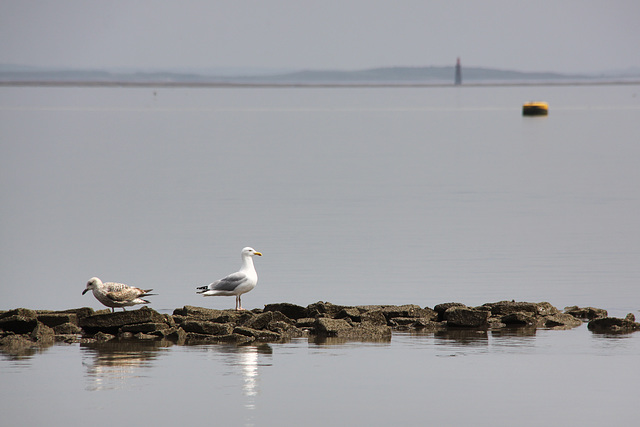 Low Tide