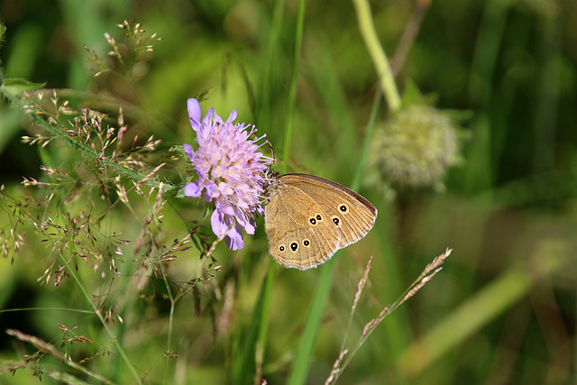 Brauner Waldvogel