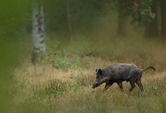 Cochon pressé