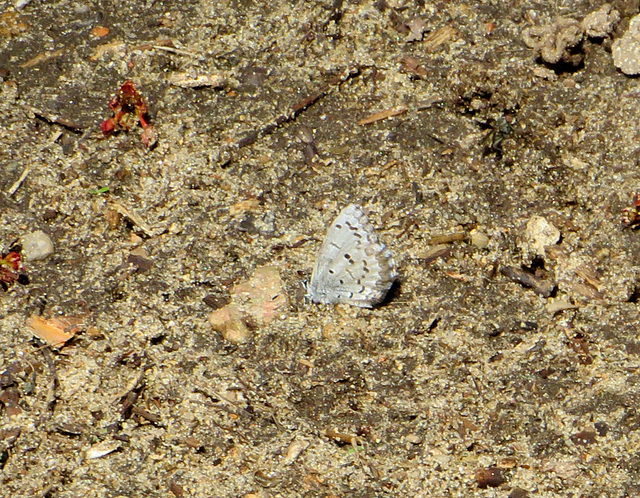My first butterfly this Spring, a Spring Azure.