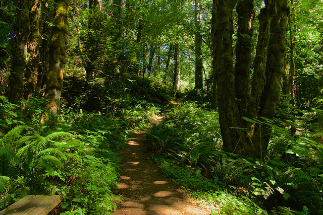 Through Shaded Woods