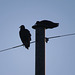 Black vultures warming in the sunrise