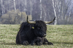 Schottisches Hochlandrind im Neeracherried (© Buelipix)