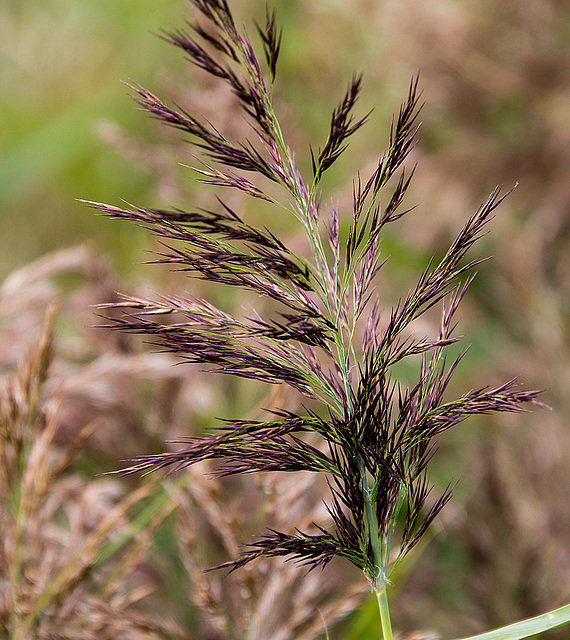 20140907 4851VRAw [NL] Schilfrohr, Terschelling