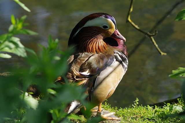 parc des oiseaux - Villars les Dombes