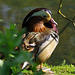 parc des oiseaux - Villars les Dombes