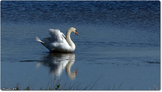 PARC du TEICH (33 Gironde)