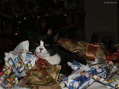Moggy Christmas (2010) - for Happy Caturday