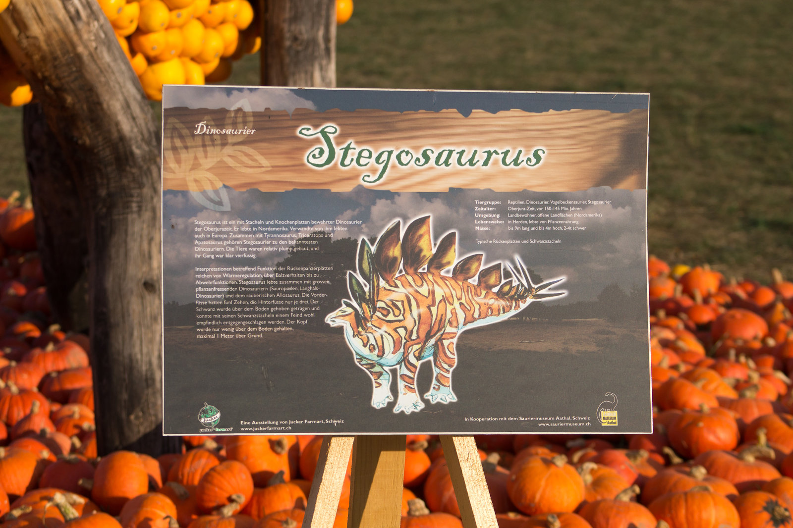 Kürbisschau Krewelshof - Stegosaurus DSC00793