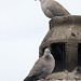 Tauben auf Nachbars Schornstein