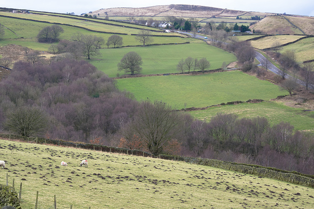 Gnat Hole Trees