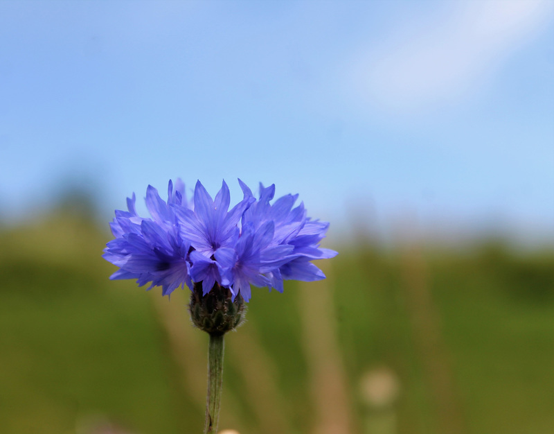 blue