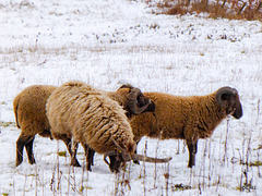 Jacob's Sheep at Arndilly