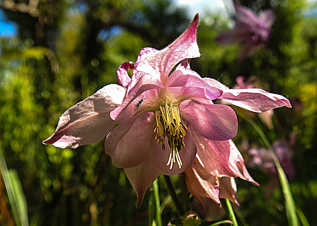 20200517 7381CPw [D~LIP] Akelei (Aquilegia fragrans), Erzwespe (Chalcidoedea agg), UWZ, Bad Salzuflen