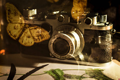 Leica IIF, umschwirrt von Schmetterlingen...bunt und bewegt...