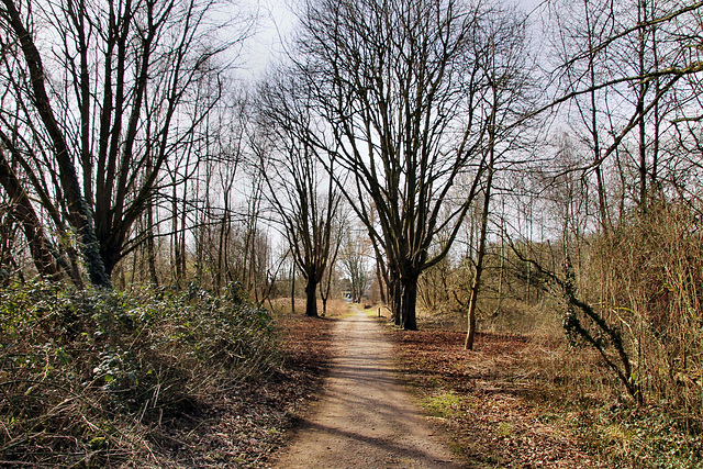 Weg im Kurler Busch (Dortmund-Kurl) / 12.03.2022