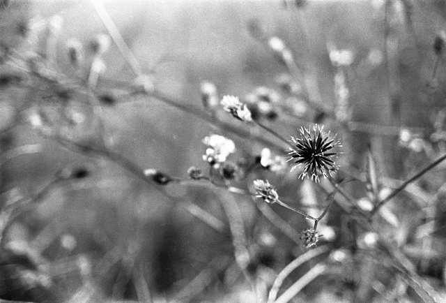 Bidens pilosa