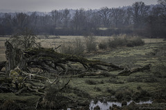 Winter im Neeracherried (© Buelipix)