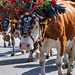 Cattle Drive (16)