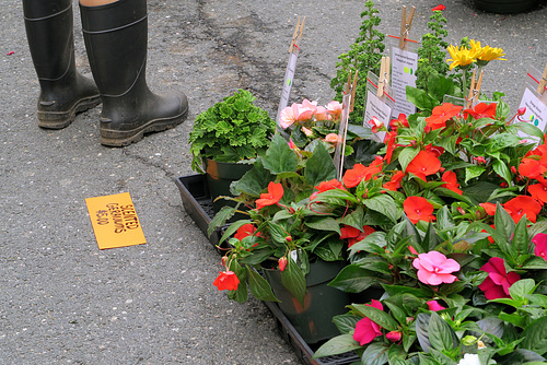 Farmers Market 8