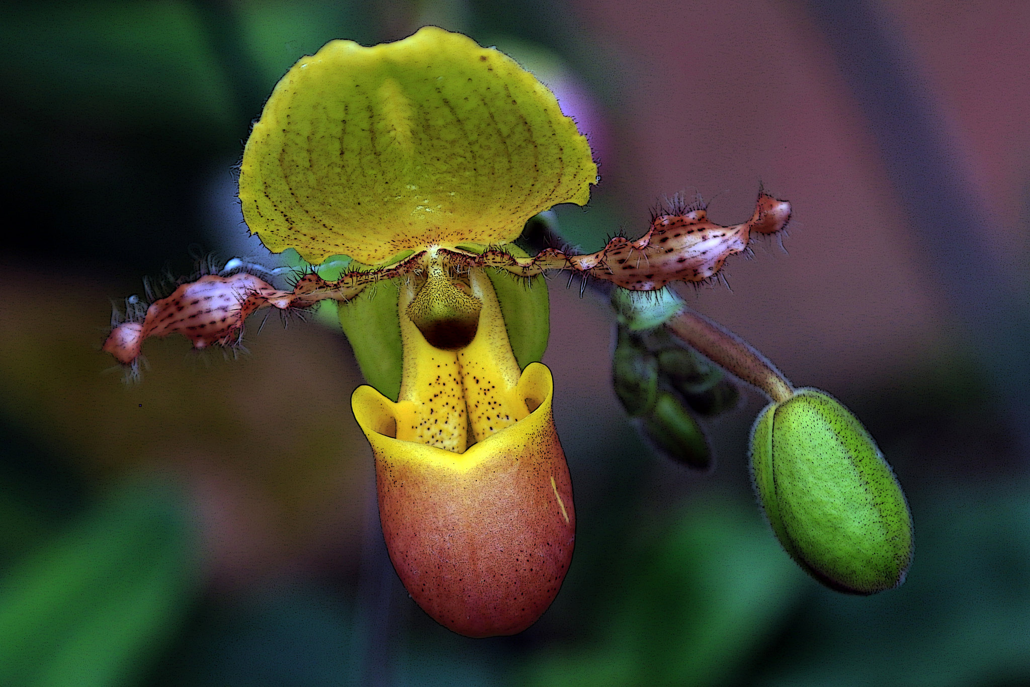 Expo d'orchidées au Parc Floral d'Orléans