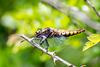 Broad-bodied Chaser - DSA 0279