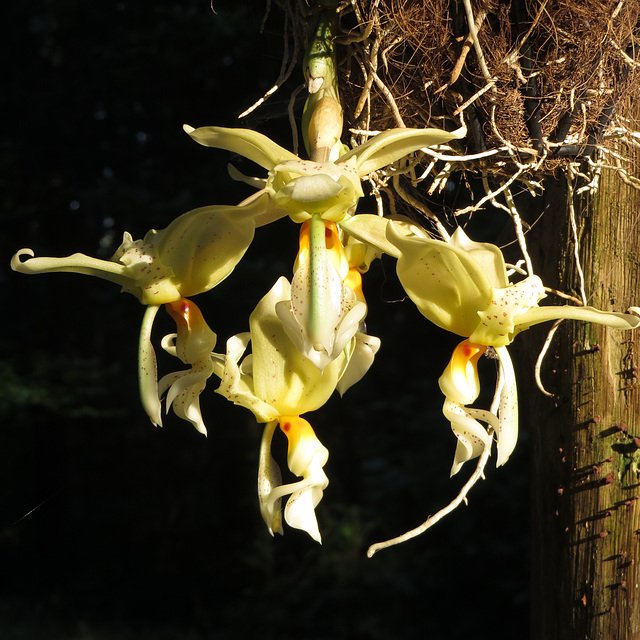 Stanhopea cv.