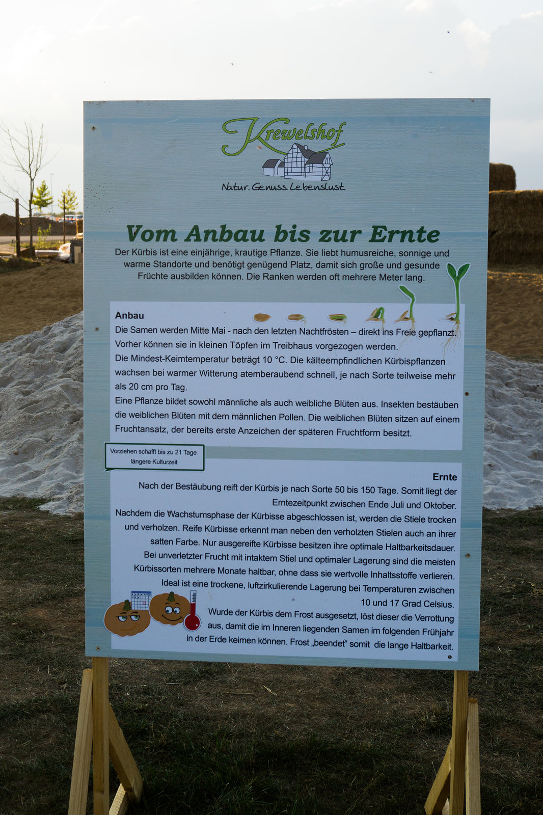 Kürbisschau Krewelshof - DSC00805