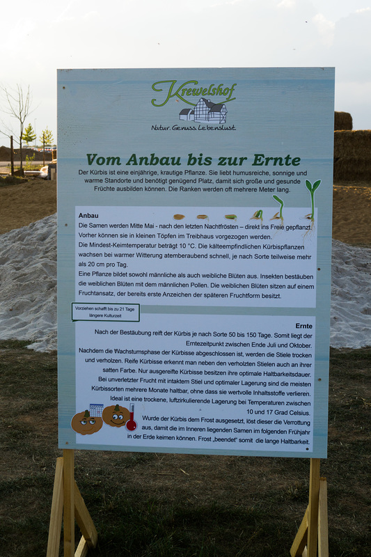 Kürbisschau Krewelshof - DSC00805