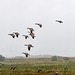 Canada geese coming into RSPB Burton wetlands scrape