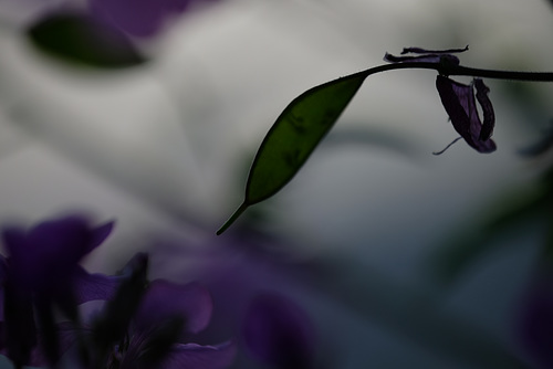 DSCF7184