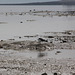 Low Tide