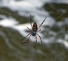 a Spider patiently hanging above the wild river ,NP.Ranomafana_Madagaskar