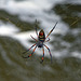 a Spider patiently hanging above the wild river ,NP.Ranomafana_Madagaskar