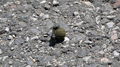 Video: Pillendreher-Pärchen in Aktion - Two dung beetles in full action