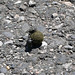 Video: Pillendreher-Pärchen in Aktion - Two dung beetles in full action