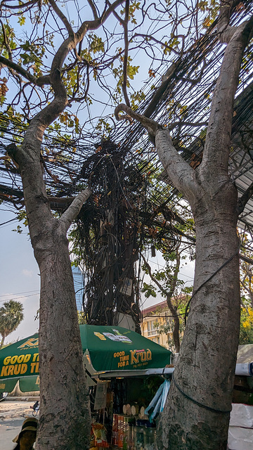 Deux arbres aux feuillages électriques